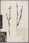 Salix babylonica L.